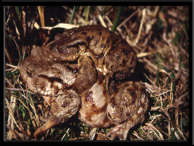 Bufo bufo